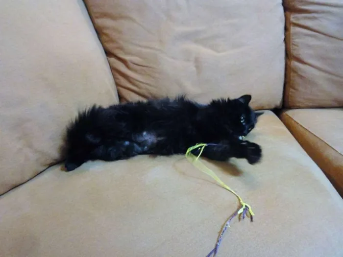 Gato ra a SRD idade 1 ano nome Yves