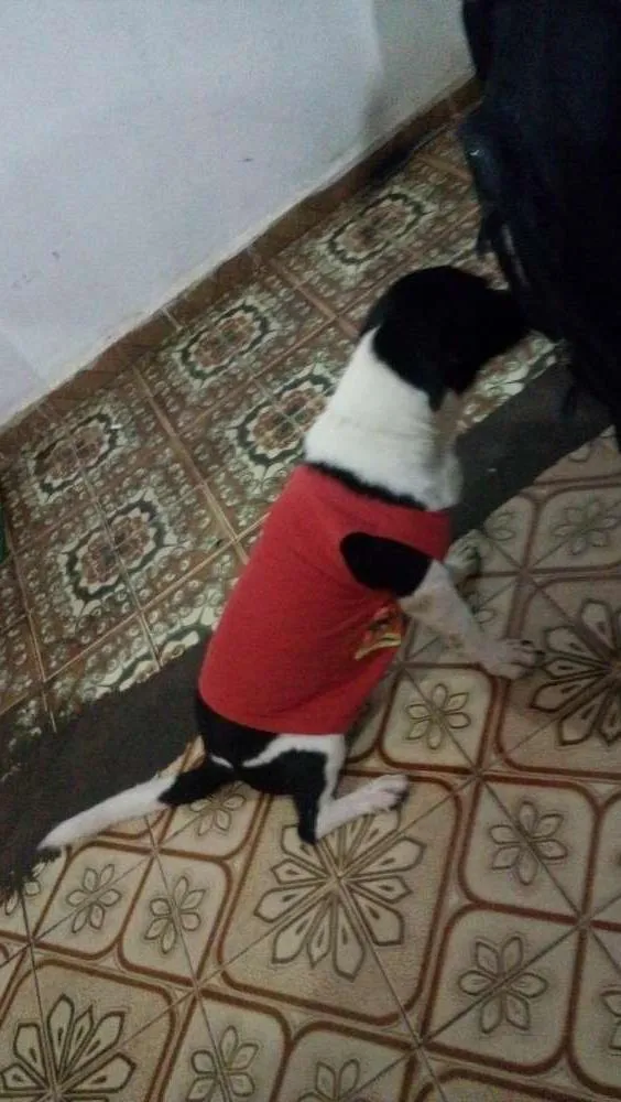 Cachorro raça sdr idade 4 anos nome Ariel