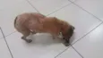 Mel