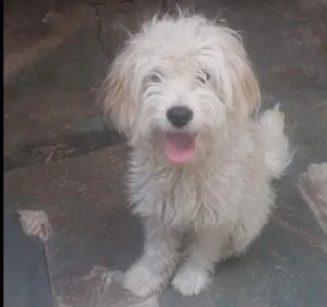 Cachorro raça Poodle idade  nome Doril