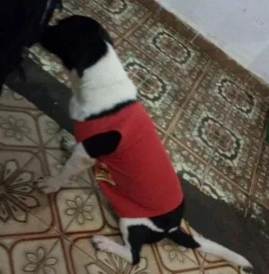 Cachorro raça sdr idade 4 anos nome Ariel
