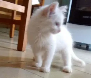Gato raça SRD idade 2 a 6 meses nome HILLARY