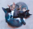 Gatos