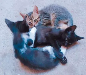 Gato raça Não definida idade Abaixo de 2 meses nome Gatos