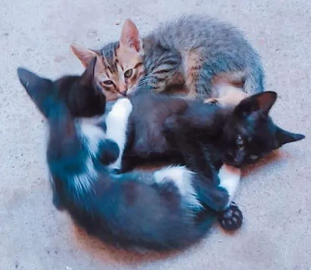 Gato ra a Não definida idade Abaixo de 2 meses nome Gatos