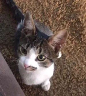 Gato raça SRD idade 7 a 11 meses nome ESTRELA