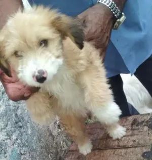 Cachorro raça Vira lata  idade 2 a 6 meses nome Spaik