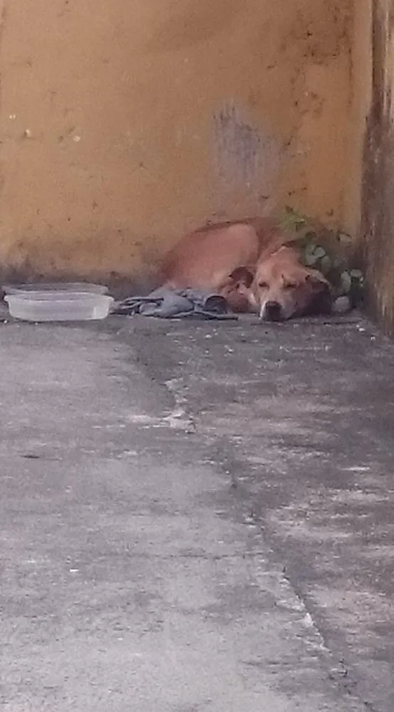 Cachorro ra a Vira lata? N sei idade 6 ou mais anos nome Não sei o nome dele.