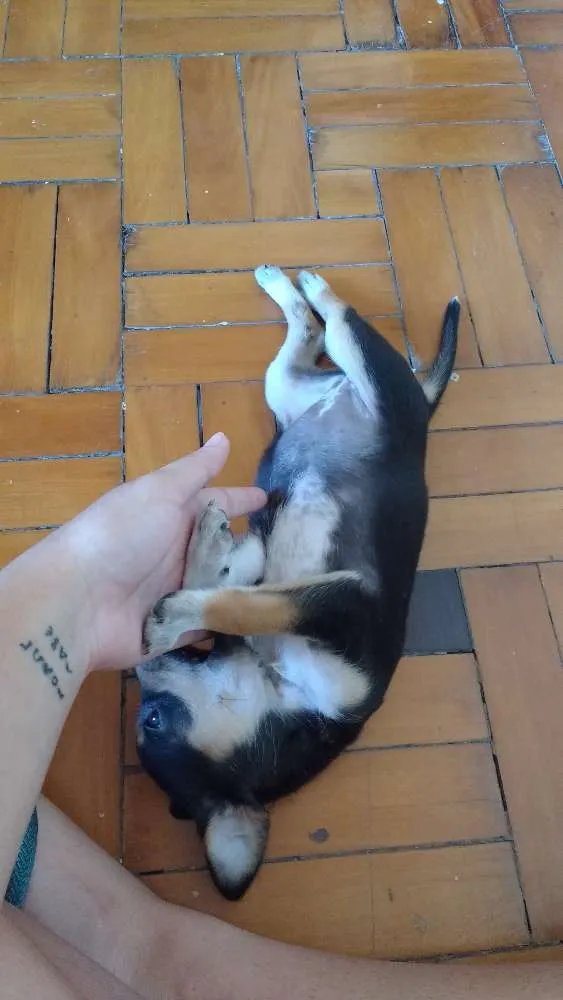 Cachorro ra a RND idade Abaixo de 2 meses nome Kira