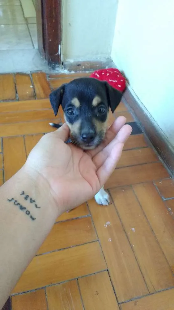 Cachorro ra a RND idade Abaixo de 2 meses nome Kira