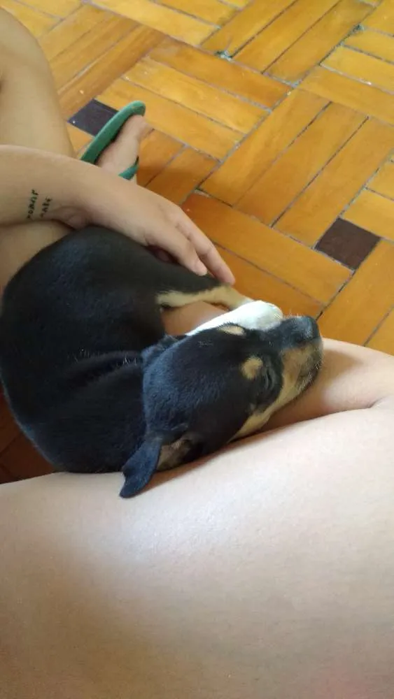 Cachorro ra a RND idade Abaixo de 2 meses nome Kira
