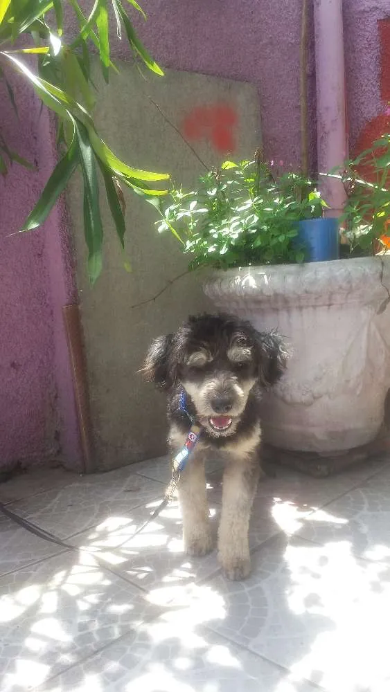 Cachorro ra a Yorkshire  idade 2 anos nome Batatinha 