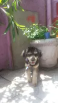 Batatinha