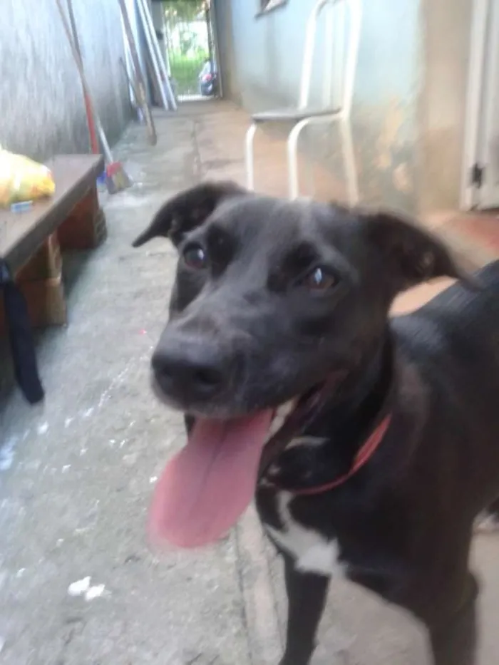 Cachorro ra a Vira lata idade 1 ano nome Lara