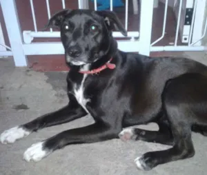 Cachorro raça Vira lata idade 1 ano nome Lara