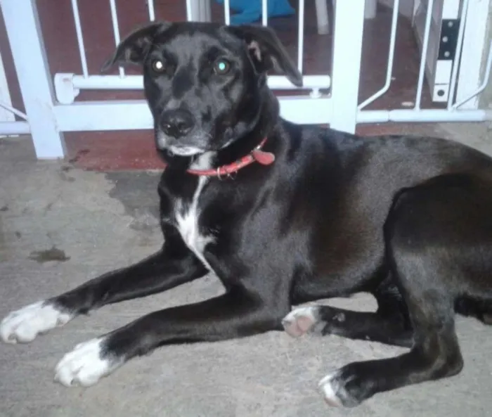 Cachorro ra a Vira lata idade 1 ano nome Lara