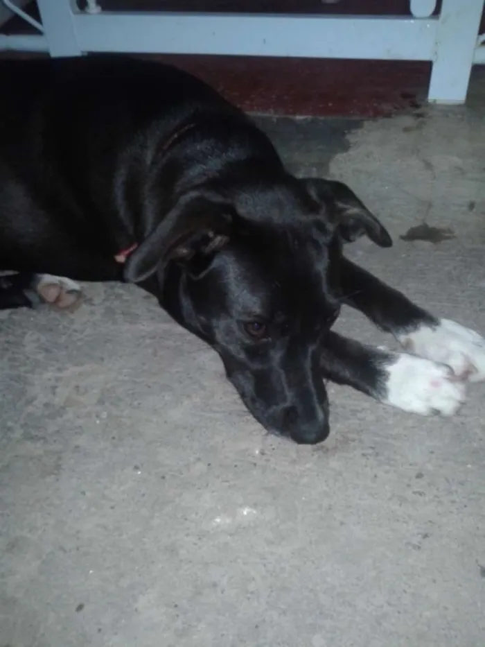 Cachorro ra a Vira lata idade 1 ano nome Lara
