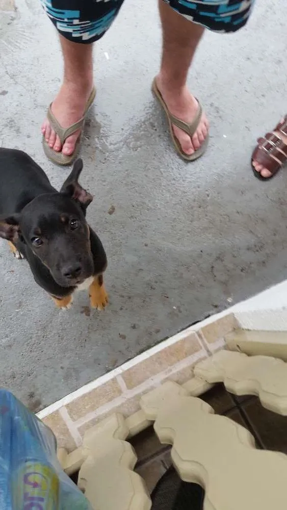 Cachorro ra a Srd idade 2 a 6 meses nome Sem nome