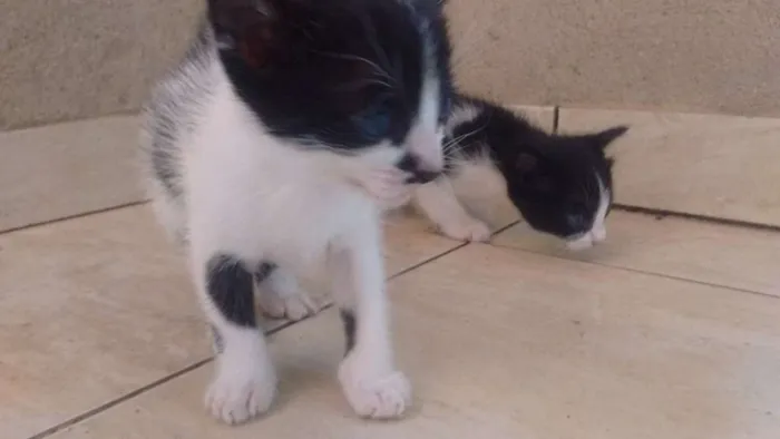 Gato raça / idade Abaixo de 2 meses nome Sem nome por enquant