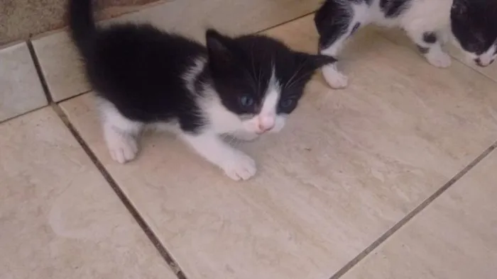 Gato raça / idade Abaixo de 2 meses nome Sem nome por enquant