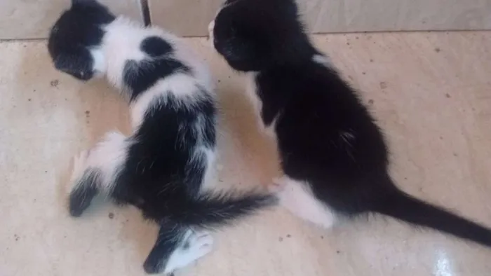 Gato raça / idade Abaixo de 2 meses nome Sem nome por enquant