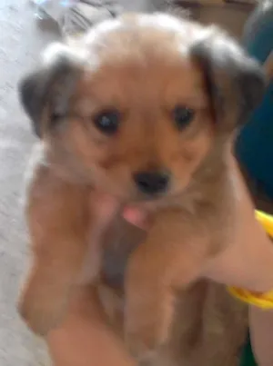 Cachorro raça Labrador mestiço idade 2 a 6 meses nome Chewbacca