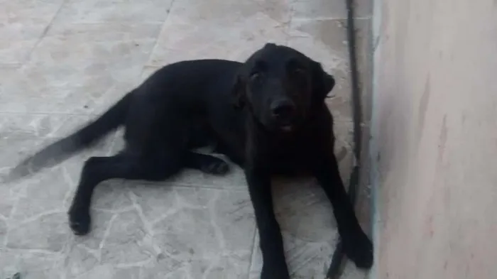 Cachorro ra a Lavrador idade 2 a 6 meses nome Era