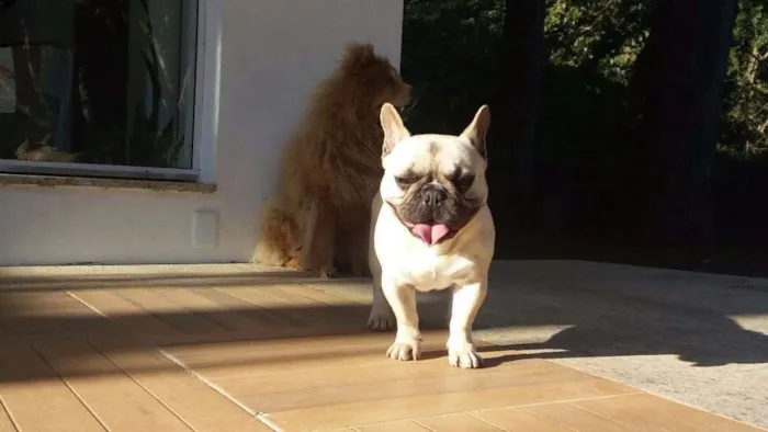 Cachorro ra a Buldogue Francês  idade 2 anos nome Thor