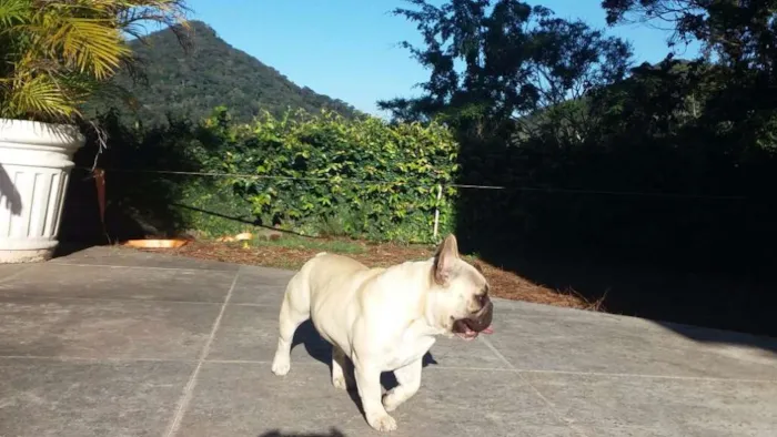 Cachorro ra a Buldogue Francês  idade 2 anos nome Thor