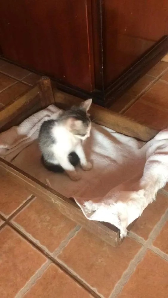 Gato ra a SRD idade Abaixo de 2 meses nome Chicó