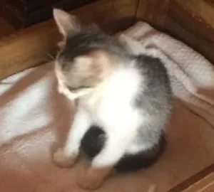 Gato raça SRD idade Abaixo de 2 meses nome Chicó