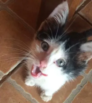 Gato raça SRD idade Abaixo de 2 meses nome Rabisco