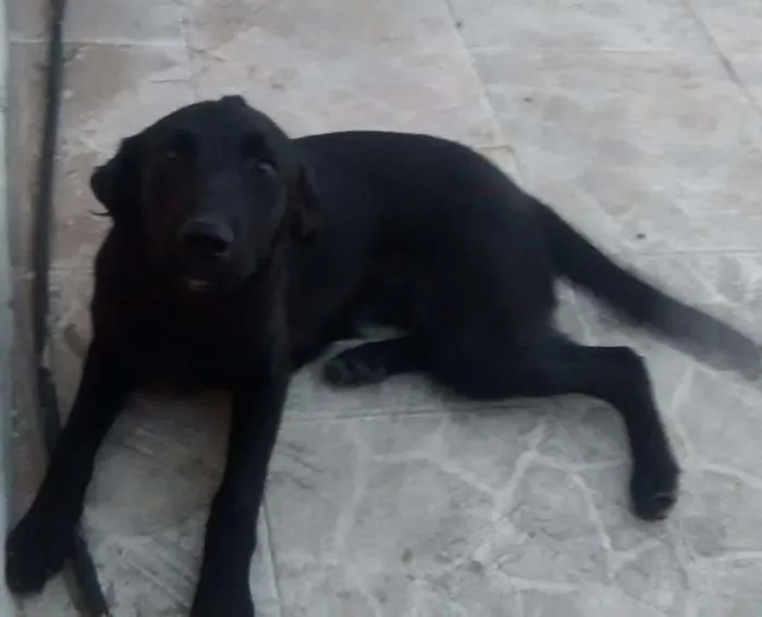 Cachorro ra a Lavrador idade 2 a 6 meses nome Era