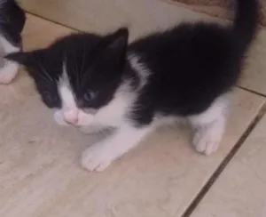 Gato raça / idade Abaixo de 2 meses nome Sem nome por enquant