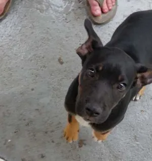 Cachorro raça Srd idade 2 a 6 meses nome Sem nome