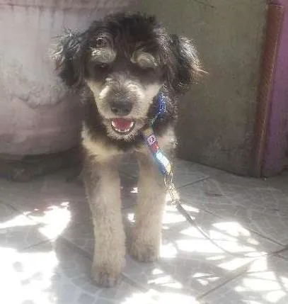 Cachorro ra a Yorkshire  idade 2 anos nome Batatinha 