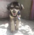 Batatinha