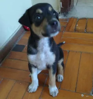 Cachorro raça RND idade Abaixo de 2 meses nome Kira