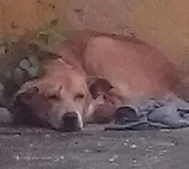 Cachorro raça Vira lata? N sei idade 6 ou mais anos nome Não sei o nome dele.