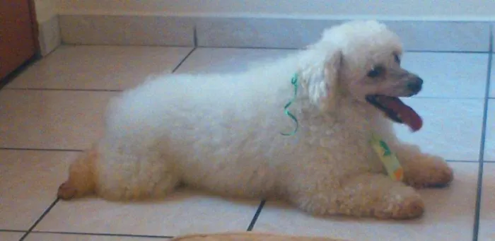Cachorro ra a Poodle idade 6 ou mais anos nome Bob 