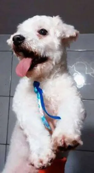 Cachorro raça Poodle idade 6 ou mais anos nome Bob 