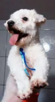 Bob