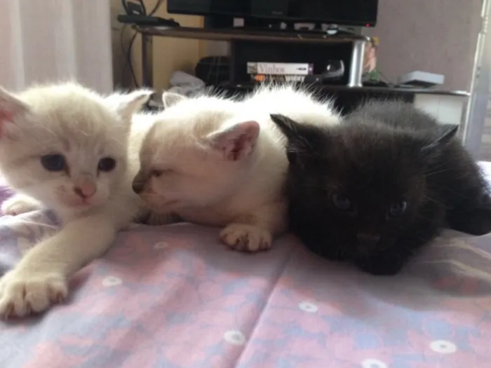 Gato ra a  idade Abaixo de 2 meses nome Filhotes 