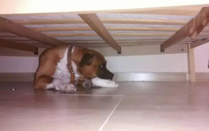 Cachorro ra a Boxer idade 3 anos nome Bart