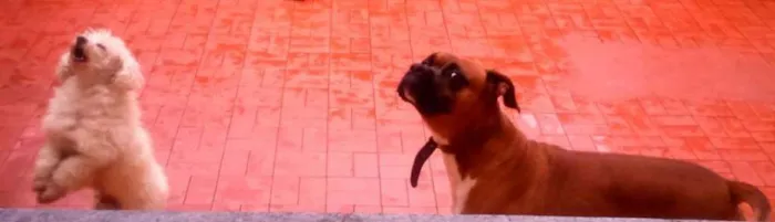 Cachorro ra a Boxer idade 3 anos nome Bart