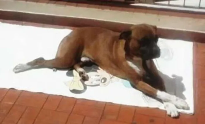Cachorro ra a Boxer idade 3 anos nome Bart