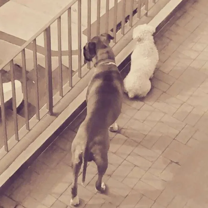 Cachorro ra a Boxer idade 3 anos nome Bart