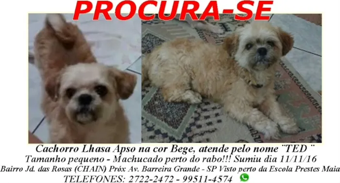 Cachorro ra a Lhasa Apso idade 5 anos nome Ted