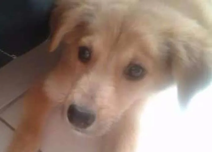 Cachorro raça Vira Lata idade 2 a 6 meses nome Tito