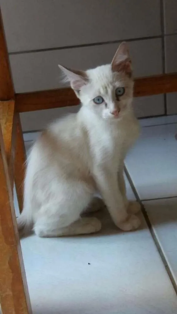 Gato raça Raciado de Siames  idade 2 a 6 meses nome Não definido! 